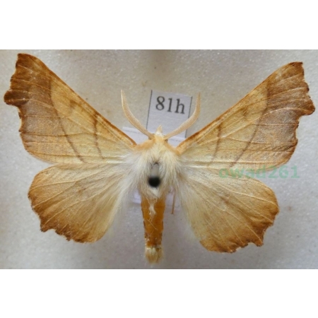 Ennomos fuscantaria (Haworth, 1809) male  Latalec najesioniak Poland81h